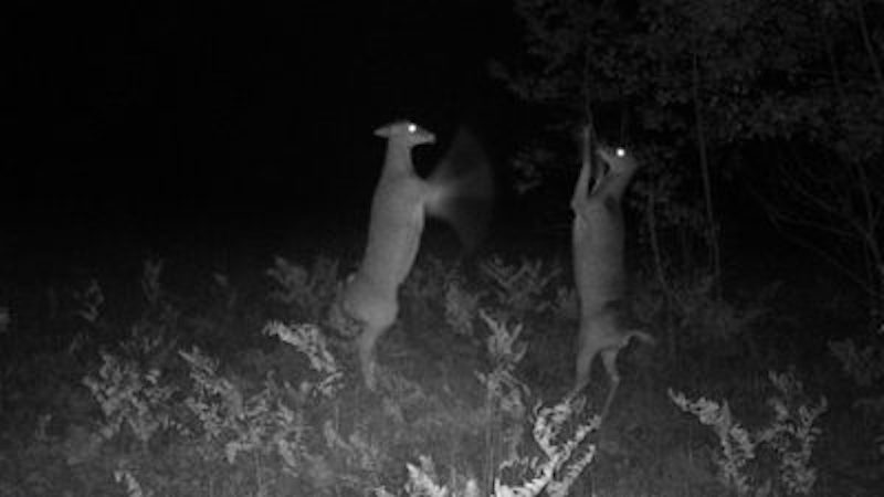 Still from I Touched Her Legs remix