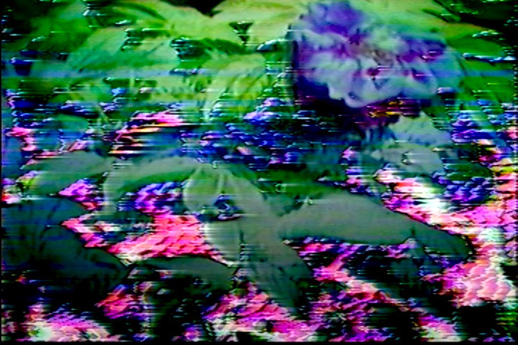 Still from How Flowers Never Became a Food Group