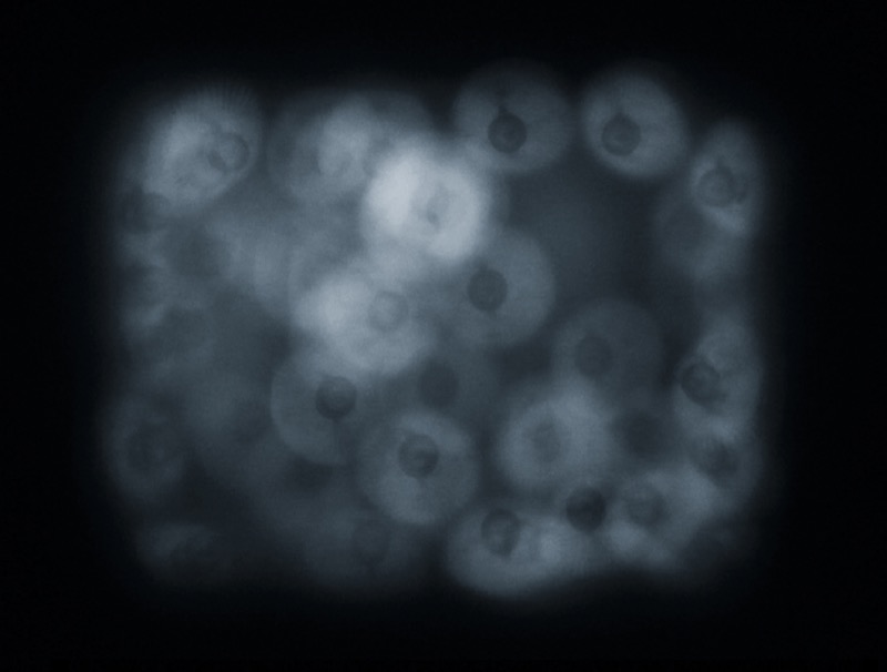 Still from Phosphene